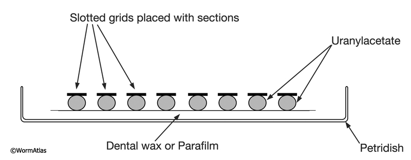 EMPoststainFIG 1: Staining grids on Parafilm.